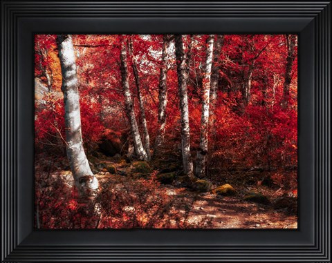 Framed Red Trees Path Print