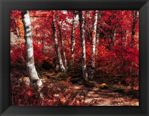 Framed Red Trees Path Print