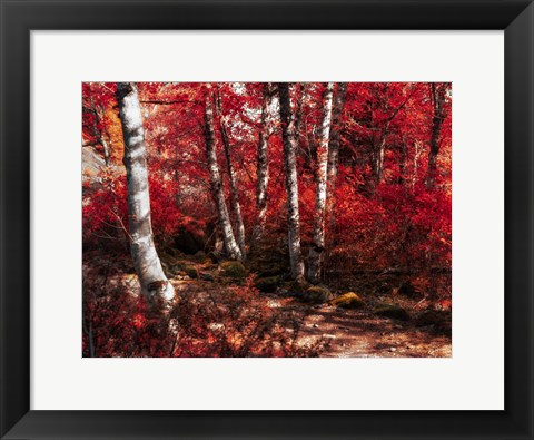 Framed Red Trees Path Print