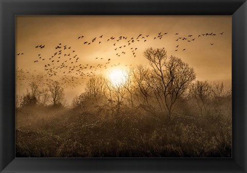 Framed Flight Print