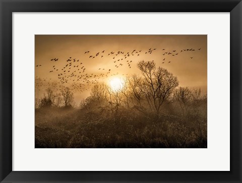 Framed Flight Print