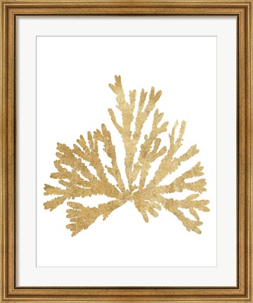 Framed Pacific Sea Mosses IV Gold Print