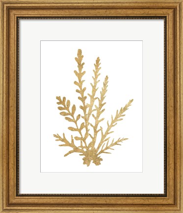 Framed Pacific Sea Mosses III Gold Print