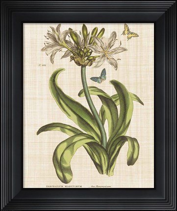 Framed Herbal Botany XX Butterfly Linen Crop Print