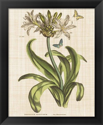 Framed Herbal Botany XX Butterfly Linen Crop Print