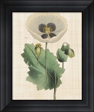 Framed Herbal Botany XVI Linen Crop Print