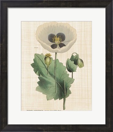 Framed Herbal Botany XVI Linen Crop Print