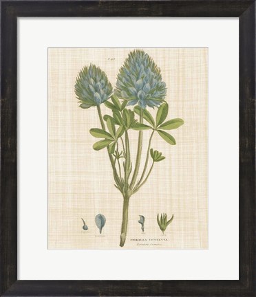 Framed Herbal Botany XV Linen Crop Print