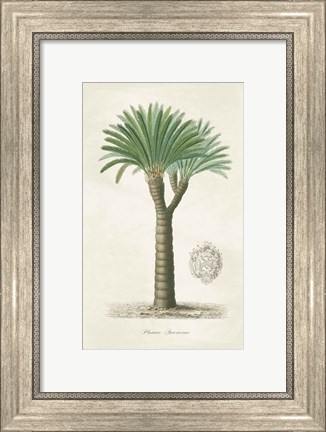 Framed Palm Tree Cycas Crest Print