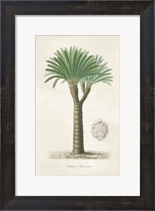Framed Palm Tree Cycas Crest Print