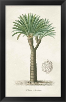 Framed Palm Tree Cycas Crest Print