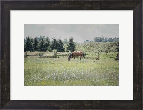 Framed Sun Drenched II Print