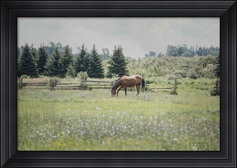 Framed Sun Drenched II Print