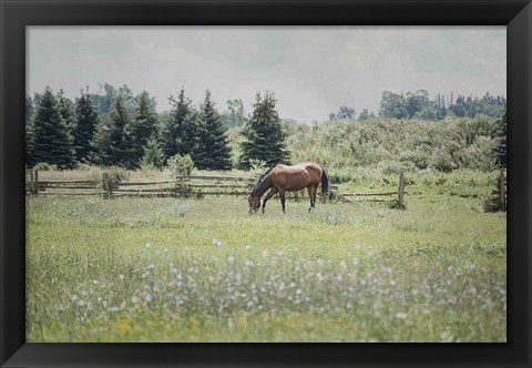 Framed Sun Drenched II Print