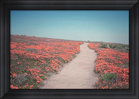 Framed California Blooms IV Print