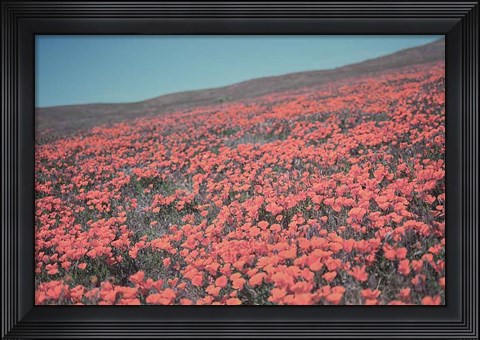 Framed California Blooms III Print