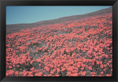 Framed California Blooms III Print