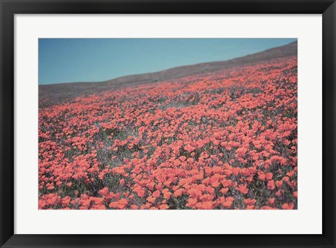 Framed California Blooms III Print