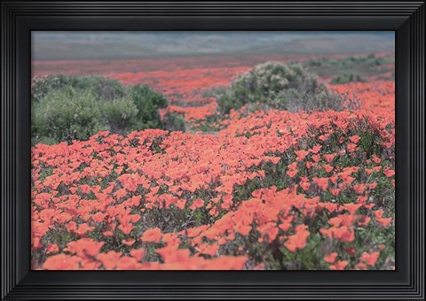Framed California Blooms II Print