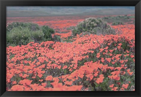 Framed California Blooms II Print