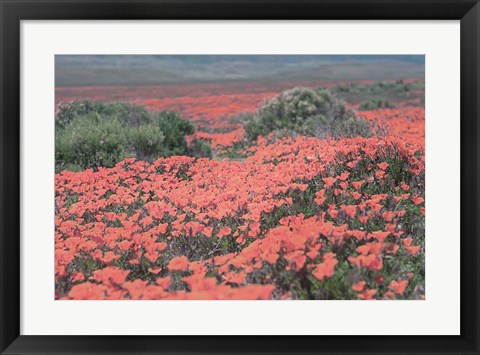 Framed California Blooms II Print