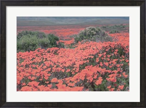 Framed California Blooms II Print