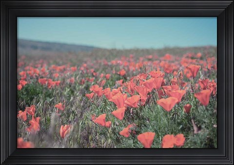 Framed California Blooms I Print
