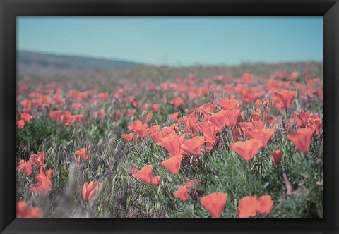 Framed California Blooms I Print