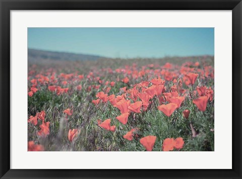 Framed California Blooms I Print