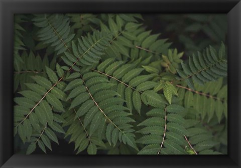 Framed Leafy VI Print