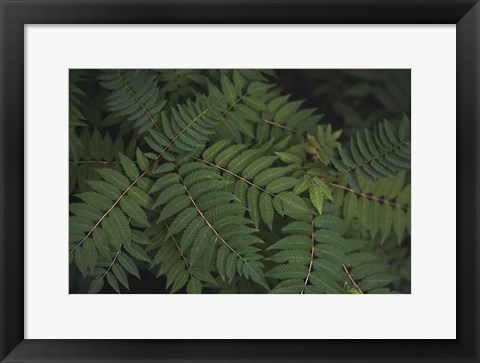 Framed Leafy VI Print