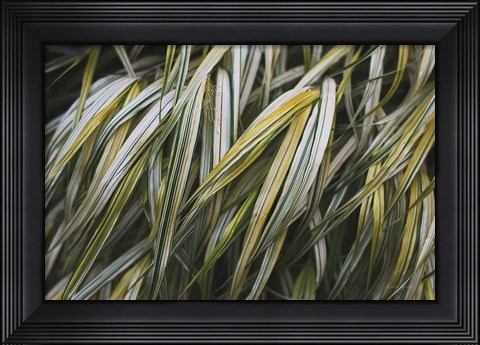 Framed Leafy III Print