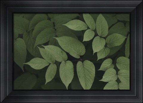 Framed Leafy II Print