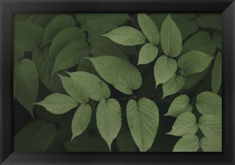 Framed Leafy II Print