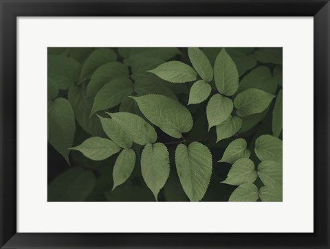 Framed Leafy II Print