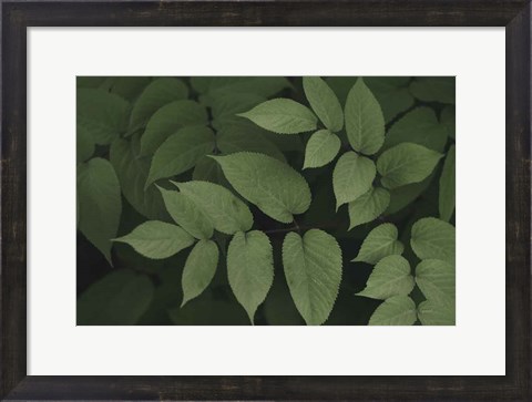 Framed Leafy II Print