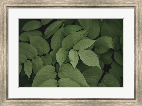 Framed Leafy I Print