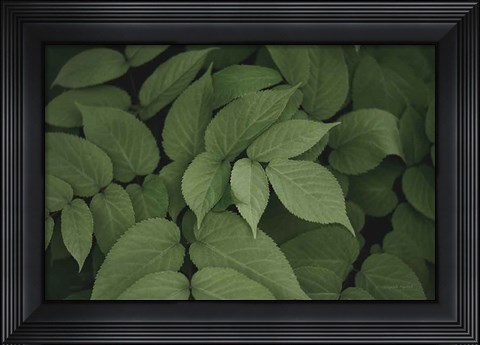 Framed Leafy I Print