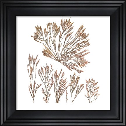 Framed Pacific Sea Mosses XXI White Sq Print