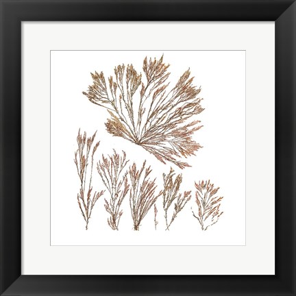 Framed Pacific Sea Mosses XXI White Sq Print