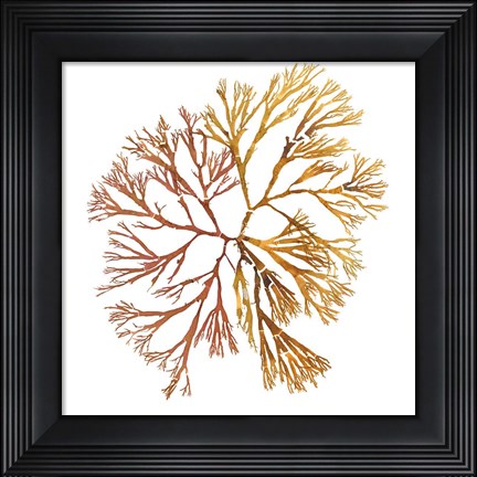 Framed Pacific Sea Mosses XX White Sq Print