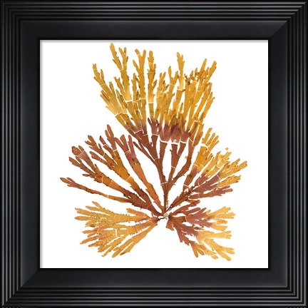 Framed Pacific Sea Mosses XIX White Sq Print
