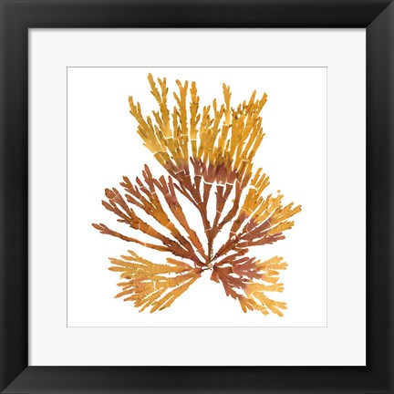 Framed Pacific Sea Mosses XIX White Sq Print