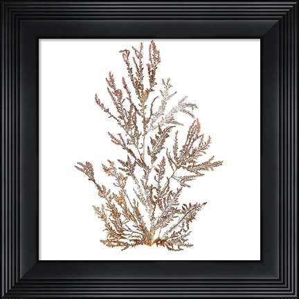 Framed Pacific Sea Mosses XVI White Sq Print