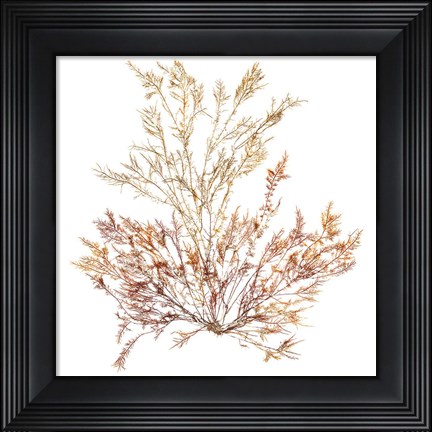 Framed Pacific Sea Mosses XV White Sq Print