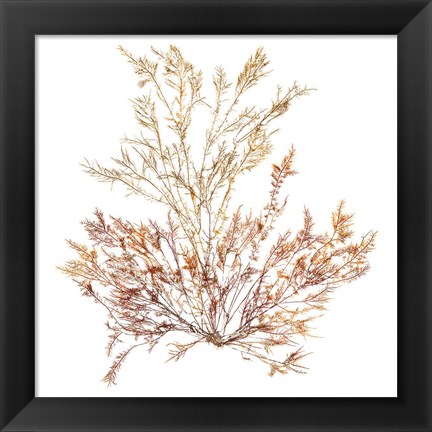 Framed Pacific Sea Mosses XV White Sq Print