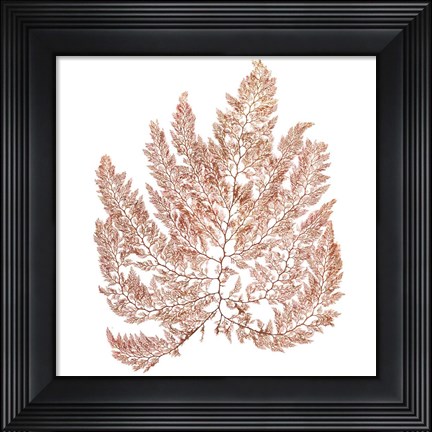 Framed Pacific Sea Mosses XIV White Sq Print