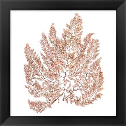 Framed Pacific Sea Mosses XIV White Sq Print