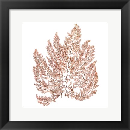 Framed Pacific Sea Mosses XIV White Sq Print