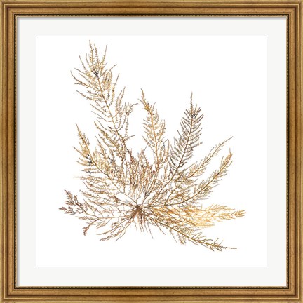 Framed Pacific Sea Mosses XII White Sq Print